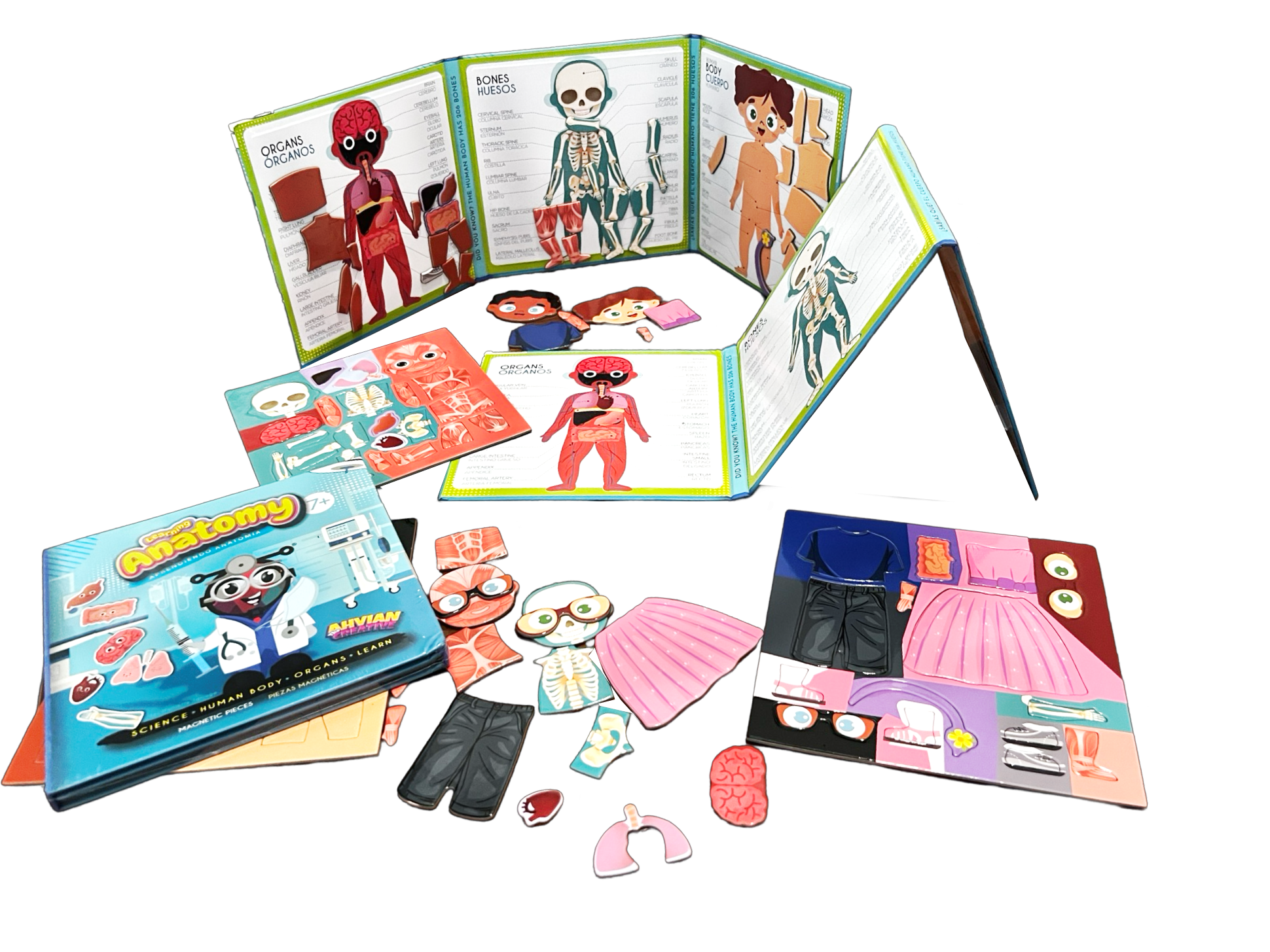 Anatomy Magnetic Book -Bilingual (40pcs)