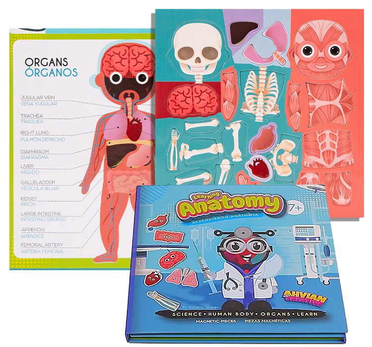 Anatomy Magnetic Book -Bilingual (40pcs)