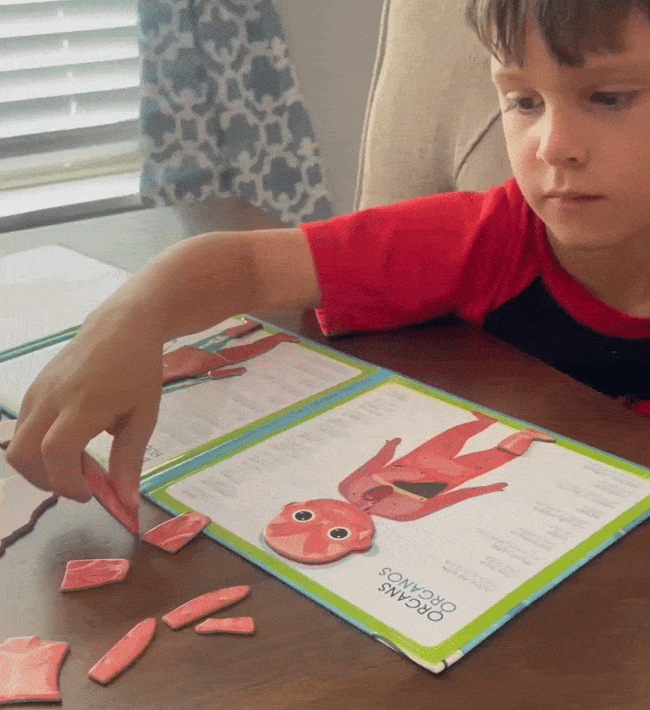 Anatomy Magnetic Book -Bilingual (40pcs)
