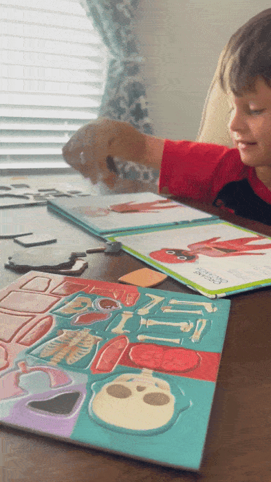 Anatomy Magnetic Book -Bilingual (40pcs)